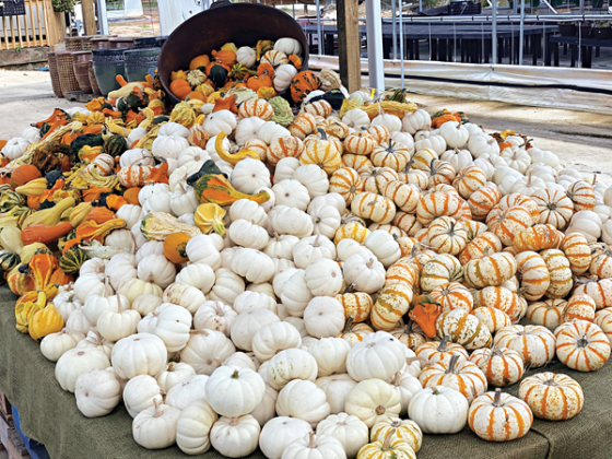 Gourds can be used to make decorative ornaments, utensils and even birdhouses. (Photo by Kiki Fontenot/LSU AgCenter)