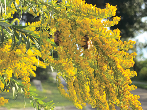 Abundant nectar produced by goldenrod attracts pollinators such as bees. (Photo by Heather Kirk-Ballard/LSU AgCenter)  