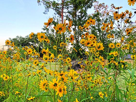 Wildflower meadows bring color, height and pollinators to the landscape. (Photo by Anna Ribbeck/LSU AgCenter)