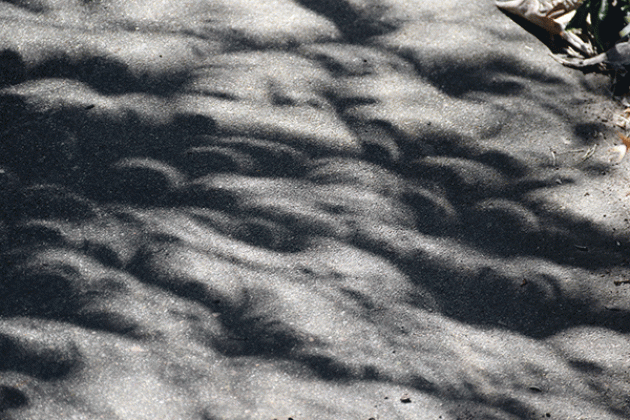 Saturday's eclipse turned a sidewalk into abstract scene as leaves acted like pinhole cameras to project the eclipse. (Photo by Harlan Kirgan)
