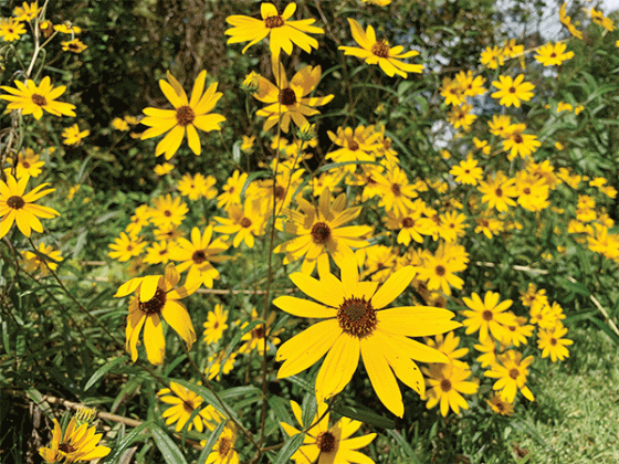 Swamp sunflower is in full bloom in fall and dots Louisiana natural landscapes. (Photo by Anna Ribbeck/LSU AgCenter)