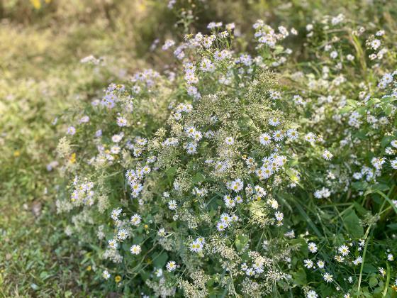 False aster (Boltonia asteroids) is a perennial native wildflower that blooms each fall. (Photo by Heather Kirk-Ballard/LSU AgCenter)