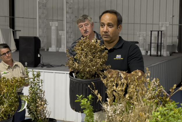 LSU AgCenter plant doctor Raj Singh displays a dead boxwood that has been affected by boxwood dieback. (Photo by V. Todd Miller/LSU AgCenter)