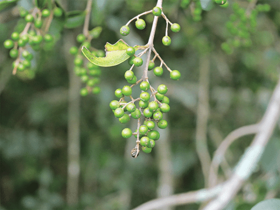 The fruits of Chinese privet before they turn purple. Chinese privet is prevalent throughout much of the southeastern United States. Photo by Anthony Bailey/LSU AgCenter
