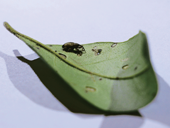 The ligustrum weevil sitting on a leaf in a lab in the Life Sciences Building. Photo by Anthony Bailey/LSU AgCenter