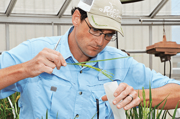 LSU AgCenter rice breeder Adam Famoso conducts rice research. Famoaso will lead efforts locally on a $22 million award from the U.S. Agency for International Development aimed at making cereal crops more readily available to those most at risk for hunger and malnutrition. (LSU AgCenter file photo)