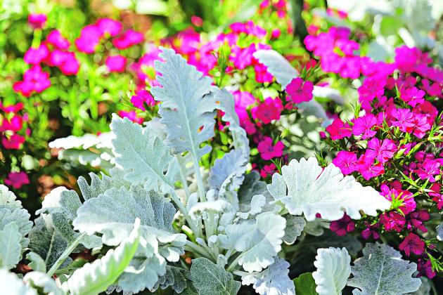 New Look dusty miller leaves have fewer serrations than familiar older cultivars. (Photo by Olivia McClure/LSU AgCenter)