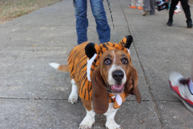 Ellie Mae, a 4 year-old Basset Hound, is dressed as a LSUE Bengal for Trunk or Treat.