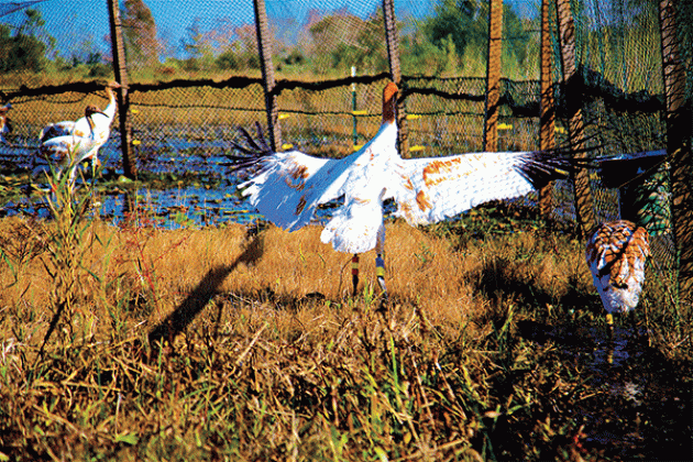 Juvenile whooping cranes released last week at White Lake Wetlands Conservation Area. (Louisiana Department of Wildlife and Fisheries photo)