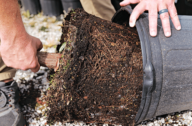 To get a look at a tree’s roots before purchasing, gently slip it out of its container. (Photo by Randy LaBauve/LSU AgCenter)