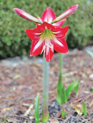 By Heather Kirk-Ballard  LSU AgCenter horticulturist  There are those who say you cannot force beauty — but I beg to differ. There are many beautiful bulbs out there that we can encourage to come out of dormancy by manipulating their environment, coaxing them to share their beauty even before they are naturally ready.  Spring-flowering bulbs can be tricked, or “forced,” into blooming indoors. The term forcing refers to the act of tricking bulbs into believing that it’s time to bloom. This can be done both i