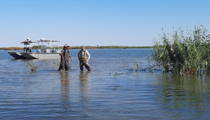 Graduate students working in Rodrigo Diaz’s lab searched the Gulf Coast for evidence of an invasive insect, the roseau cane scale, in the fall of both 2021 and 2022. (Photo by Rodrigo Diaz/LSU AgCenter)   