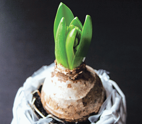 Bulbs can be forced by providing the environmental conditions to encourage growth. (LSU AgCenter file photo)