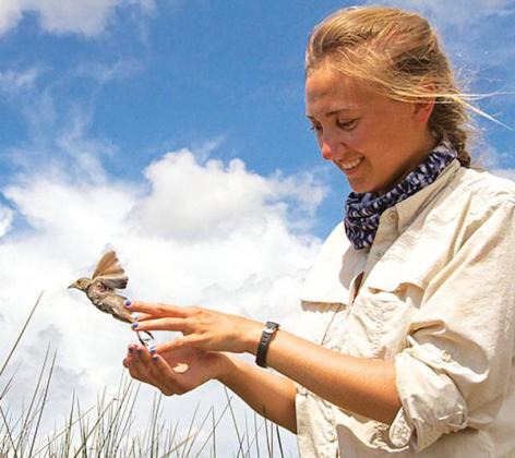 LSU graduate student Allison Snider conducts research on the Seaside Sparrows that reside in Louisiana marshes year-round. New research shows Deepwater Horizon oil in these native birds. (Photo by Philip Stouffer, LSU School of Renewable Natural Resources)