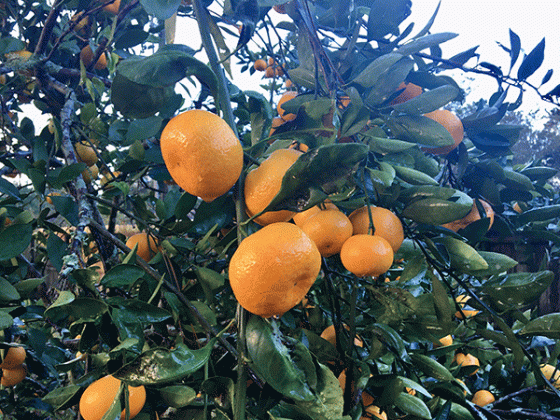 Satsumas ripen late summer through early winter depending on the cultivar. (Photo by Heather Kirk-Ballard/LSU AgCenter)