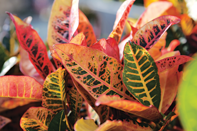 Crotons sport gorgeous colors of fall such as yellow, red, orange and green. (Photo by Randy LaBauve/LSU AgCenter)