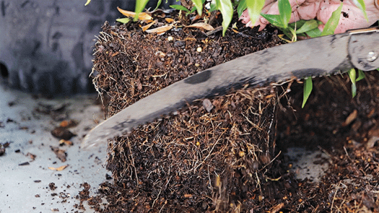 Root shaving or pruning can be done with hand saws and hand pruners prior to planting. (Photo by Randy LaBauve/LSU AgCenter)