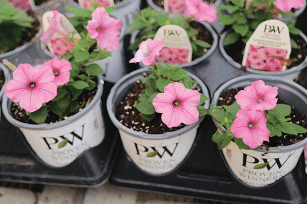 Supertunia Vista Bubblegum petunias are a vibrant choice for cool-season gardens. (Photo by Randy LaBauve/LSU AgCenter)