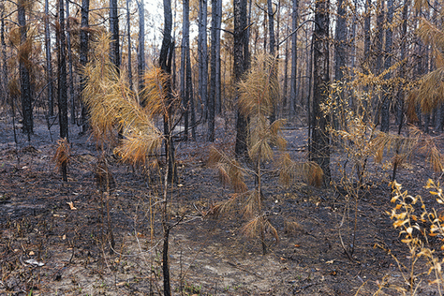 Young pine trees sport dead, brown needles and charred bark in a forest along Lonzie Doyle Road near the Westport community in Rapides Parish on Sept. 5, 2023. This forest burned in the Highway 113 Fire, which damaged about 8,000 acres. (Photo by Olivia McClure/LSU AgCenter)