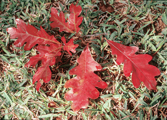 Fallen leaves provide shelter for many butterfly and moth species. (Photos by Heather Kirk-Ballard/LSU AgCenter)