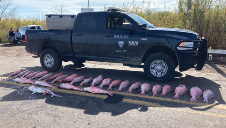 Louisiana Department of Wildlife and Fisheries enforcement agents display fish seized aft4er four people were arrested in Vermilion Parish on Dec. 1. (Submitted photo)
