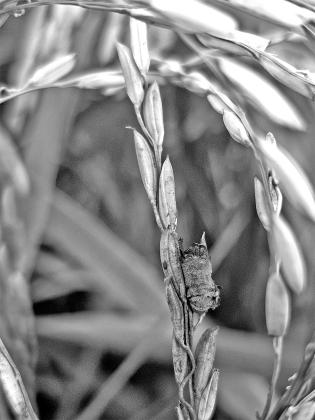 LSU AgCenter researchers are part of an international team studying false smut, a disease affecting rice. (Photo by Felipe Dalla Lana/LSU AgCenter)