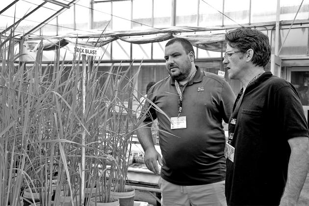 Felipe Dalla Lana, left, and Vinson Doyle, both of the LSU AgCenter, look at rice plants in a greenhouse while visiting the Philippines for an International Rice False Smut Consortium workshop. (Photo provided by the International Rice Research Institute)