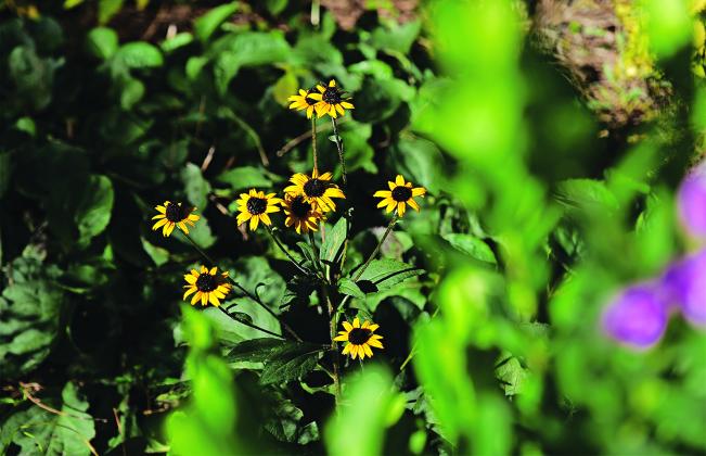 Many gardeners are familiar with black-eyed Susans, a popular perennial. (Photos by Randy LaBauve/LSU AgCenter)