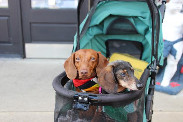 Camille and Cocoa enjoy the downtown event