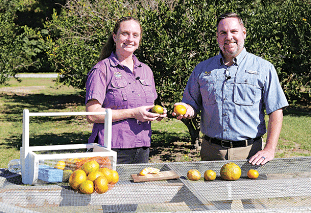 Anna Timmerman, left, an LSU AgCenter horticulture agent in Plaquemines and St. Bernard parishes, recently was a guest on a Get It Growing TV segment about citrus. Get It Growing is hosted by AgCenter horticulturist Jason Stagg, right. (Photo by Randy LaBauve/LSU AgCenter)
