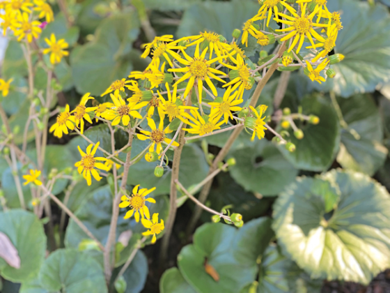 Bright yellow flower clusters on long stems make the flowers of ligularia an excellent cut flower plant. (Photos by Heather Kirk-Ballard/LSU AgCenter)