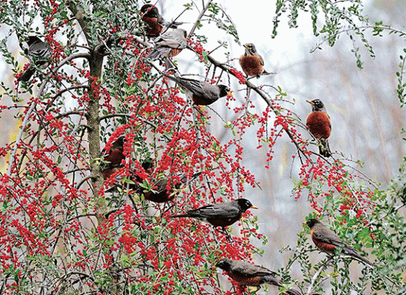 Keep wildlife and ecosystem services in mind when selecting plants. (Photo provided by Norman Winter)