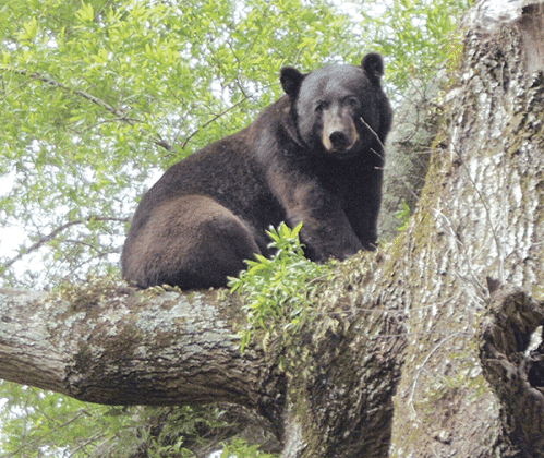 A Louisiana black bear photographed at Dewey Wills Wildlife Management Area in Central Louisiana. (LDWF photo)
