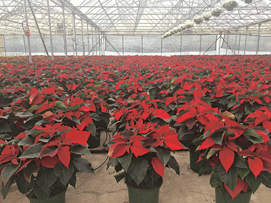 Poinsettias are the No. 1-selling potted plant in the United States. (Photos provided by Heather Kirk-Ballard/LSU AgCenter)