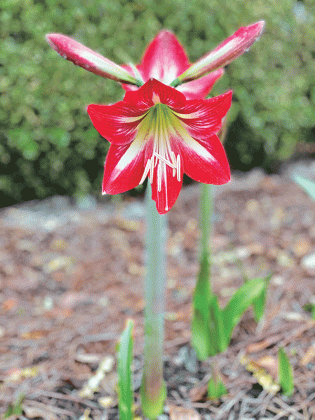 Numerous amaryllis varieties return and blossom in the summer garden consistently. (Photo by Heather Kirk-Ballard/LSU AgCenter )  