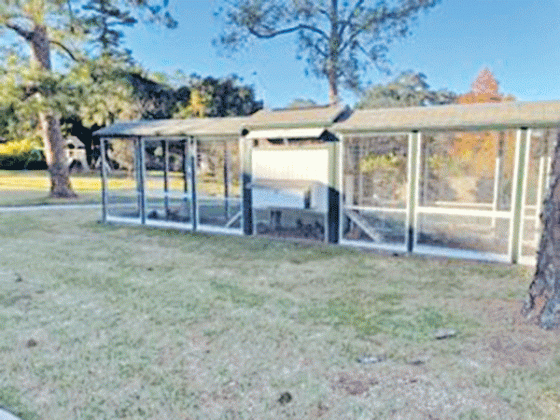 Gov. John Bel Edwards will leave his chicken coop and hens for Gov.-elect Jeff Landry when he leaves office. (Piper Hutchinson/Louisiana Illuminator)