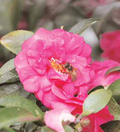 A bee feeds on a camellia on the St. Landry Parish Courthouse grounds on Wednesday.