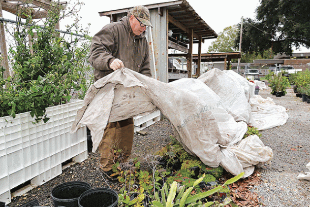 Randy Miller, Eunice Community Garden director, covers plants Tuesday afternoon in preparation for freezing temperatures forecast Friday through Monday as an arctic front descends on the South. (Photo by Harlan Kirgan)