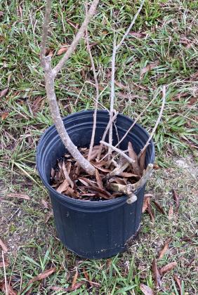 When cleaning up container plants, consider reusing soil for reuse or filling holes. (Photos by Heather Kirk-Ballard/LSU AgCenter)