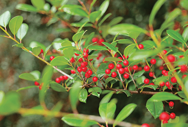 Festive red and green hues can be found in nature this time of year. (Photo by Randy LaBauve/LSU AgCenter)