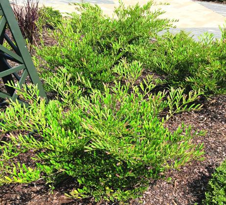 Gorgeous and compact, the Cinnamon Girl variety of dwarf distylium is a great shrub to consider adding to your landscape. (Photo by Heather Kirk-Ballard/LSU AgCenter)
