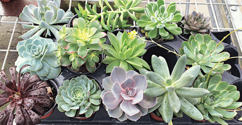 Choose drought-tolerant plants. (Photo by Heather Kirk-Ballard/LSU AgCenter)