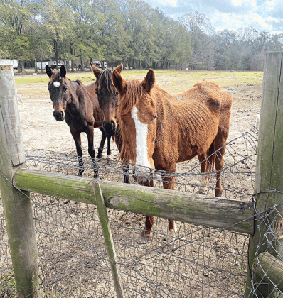 Horses found in Washington on Thursday. (St. Landry Parish Government photo)