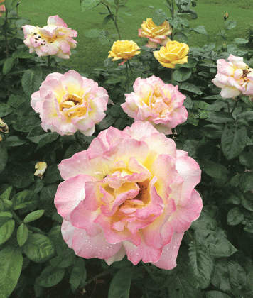 Rose blooms open across a bush as warmer weather returns. (Photo by Harlan Kirgan)