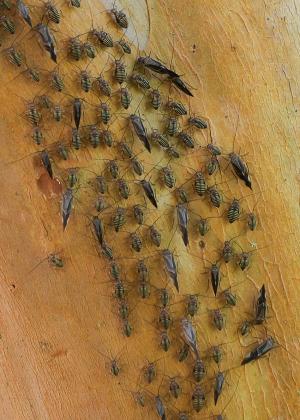 Bark Lice