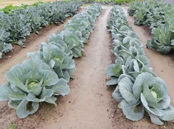 Cabbage is a vegetable in the brassica family that grows well in the fall and winter. (Photo by Kiki Fontenot/LSU AgCenter)