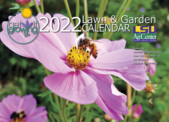 The 2022 Get It Growing Lawn and Garden Calendar is now available from the LSU AgCenter. Nadine Melancon’s photo of a bee on a cosmos flower graces the cover. These annual flowers bloom summer through fall and come in colors of purple, pink, orange, red and white. The daisy-like flowers attract bees, birds and butterflies and prefer full sun and survive poor soil conditions.   