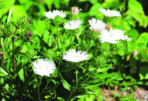 Stokes’ aster is a native plant that attracts pollinators.