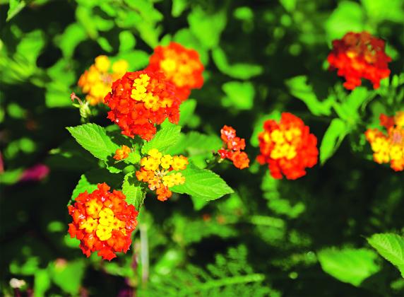 Lantanas bloom throughout Louisiana’s hot, humid summers.