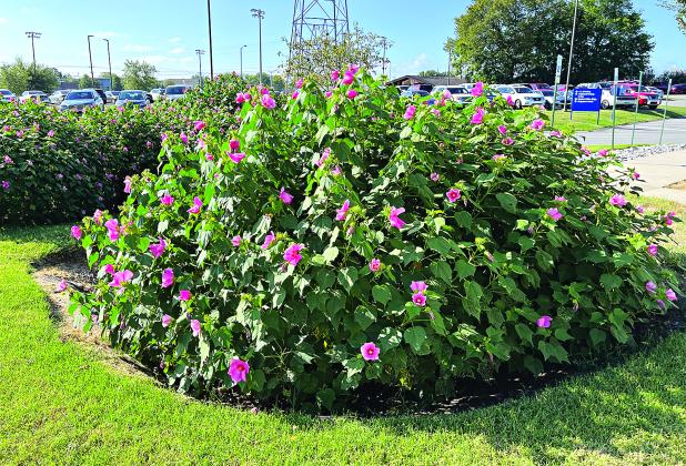 This rain garden features hibiscus. (Photo by Damon Abdi/LSU AgCenter)
